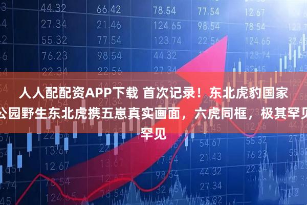 人人配配资APP下载 首次记录！东北虎豹国家公园野生东北虎携五崽真实画面，六虎同框，极其罕见